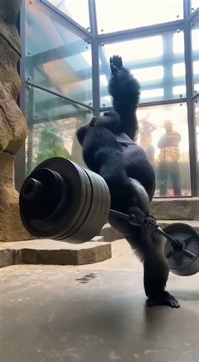 Gorilla Lifts a Massive Barbell Over Her Head Effortlessly