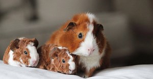 How Long Are Guinea Pigs Pregnant?