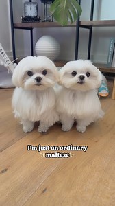 2.2K reactions · 48 comments | Just your ordinary maltese﫣 • • #dog #dogs #doggo #doglovers #doglove #cute #cutedogs #funny #dogsofinstagram #dogsofig #dogsofinsta #puppy #siblings #maltese #pup | Cocothemaltesedog | Facebook