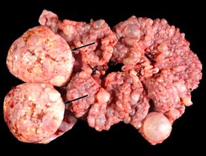 Should I Spay Or Neuter My Mini Pig?