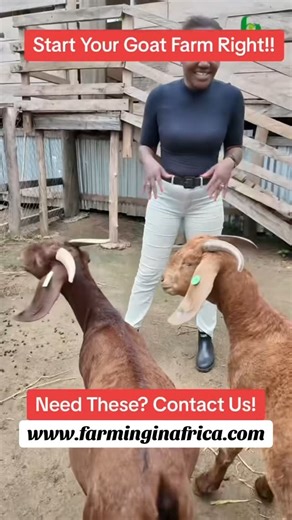 Start your farm the right way with the right breeds!! #FarmingInAfrica #Semanhyiafarms #livestockfarming #goatfarming #animalfarm #agribusiness | Farming In Africa