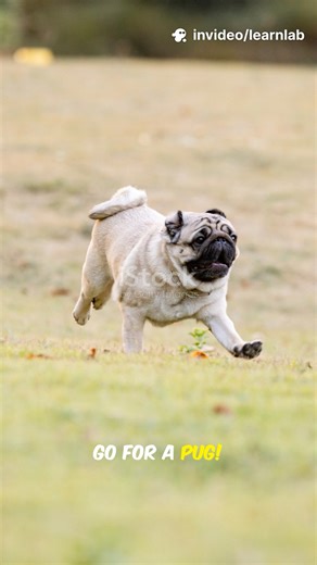 5 Surprising Reasons to Get a Pug Now!🐶🔥 #shorts #youtubeshorts #dogfacts