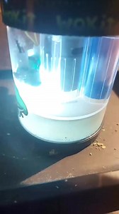 Stem tea🤩🤩🤩 Stuff you can do with your stems: https://bit.ly/3w6YKAg | I love Cannabis