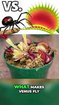 Venus Flytrap VS Black Widow: Will It WORK? #pets #awesome #terragreen #antscanada