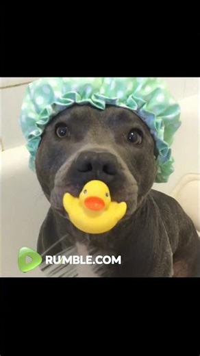 Puppy is totally ready for shower time