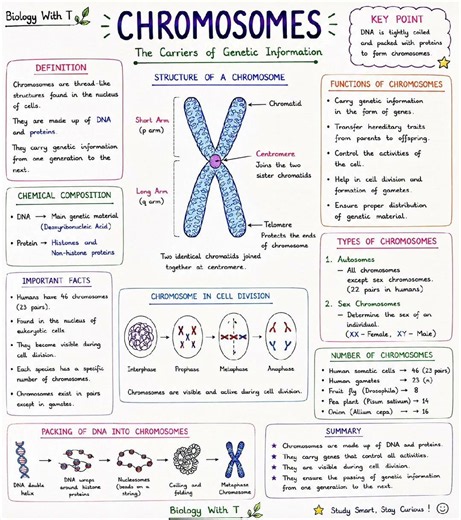 🧬 Chromosomes Explained | The Carriers of Genetic Information#chromosome#biology #science#neet#viral