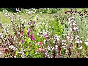 6月2日庭の花と宿根草/ナチュラルガーデン/爽やかな夏花/6月のガーデニングの醍醐味の一つは種採り