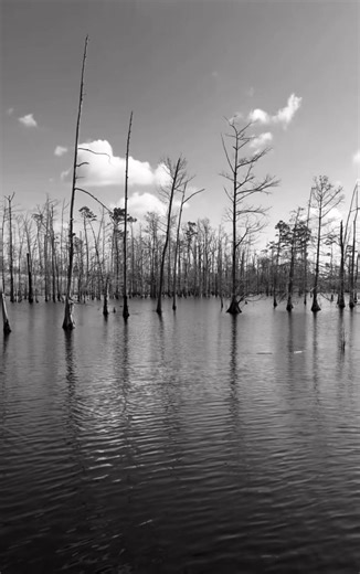 The swamp isn’t just a backdrop…it’s a living presence, a quiet witness and keeper of secrets. Folks say you should never call someone’s name into the night, never whistle after the sun has gone down, and if something calls to you from the trees, you’d better not answer. Because out there, in the hush of the cypress and moss, not everything belongs to this world. | Louisiana Spirits