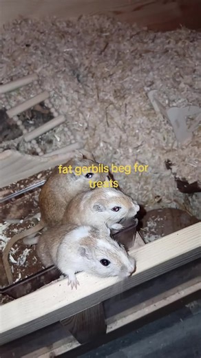 Understanding Gerbils: Adorable Pet Rodents