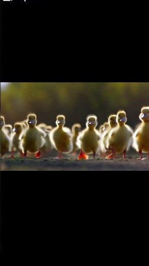 “Adorable Ducklings Run Toward the Camera 🐥✨ | Cute Slow Motion in 4K”