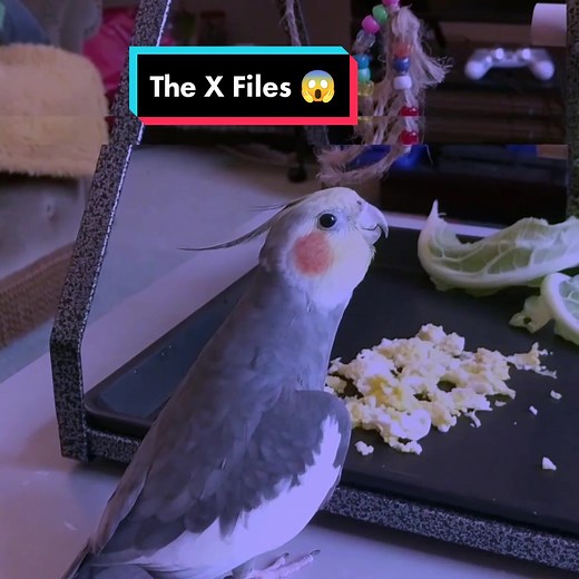 Cockatiel Singing The X Files | Cute Bird Videos