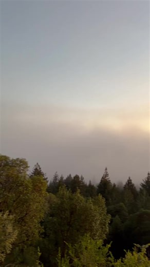 #greenscreenvideo Hey fog lovers! Have you ever watched the sun set from behind the fog? It’s a unique and beautiful view. This video was taken in the #redwood #forest in #california. If you have any photos or videos of the fog in your area, we would love to add them to our fog pattern map. This account was created by #research ers at UCSC. We are working to form a better understanding of how climate change has been affecting our fog.