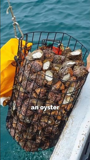 How do oysters make pearls?🤔 | Animal World