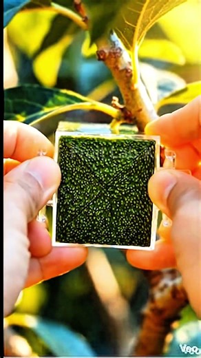 This Avocado Grew Into Perfect Cube 🥑🧊 #trending #shorts #avocado #cube