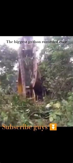 heaviest python recorded #snake #animals