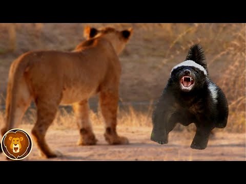 Honey badger: the most fearless and aggressive animal in the world