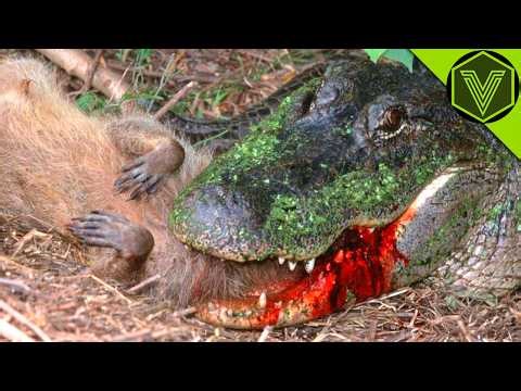 ALLIGATOR - the Swamp Monster Who Eats Bears and Cougars! Alligator vs Human, Bobcat, and Pig!