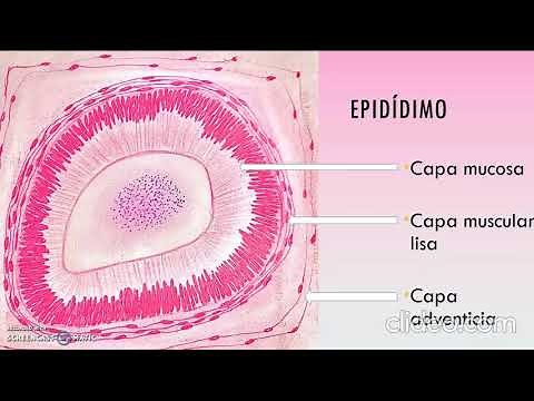 Histología del Testículo, Epidídimo y Vías espermáticas