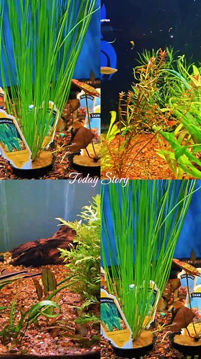 📢CALLING ALL PLANT LOVERS AND AQUASCAPERS‼️ Brand new 🌱aquatic plants🌿 just arrived in our fishroom😁 Regardless of level of expertise we have a plant for everyone! Wether you're a long time aquatic plant enthusiast or just starting out adding some natural green to your aquarium we have a broad selection of gorgeous specimens to choose from😍 Come on in and let us help you hand select your new plants to 'Spruce' up your aquarium today!!! we are here until 7pm tonight!!! | Animal Instincts Aqu