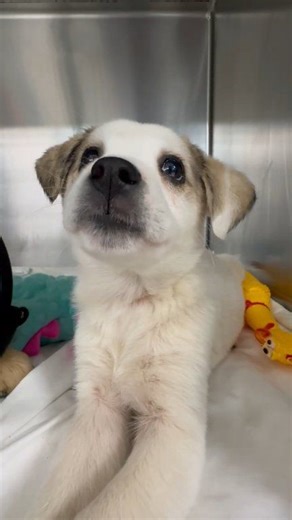 Smarties is available for adoption today! This adorable pup is so cute for words 💖 Smarties is a 10 week old, spayed female, Husky mix. YES! WE ADOPT OUT OF STATE! Sevier County Humane Society 959 Gnatty Branch Road Sevierville, Tn. 865-453-7000. www.sevierhumane.org Open Tuesday thru Saturday 12-5 . “The Little Shelter with a Big Heart” #adoptdontshop #adoptashelterpet We recommend meet and greets with dogs. LOW COST SPAY/NEUTER PROGRAM. Our shelter is a 501C non profit and we do not receive a