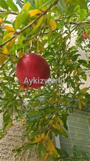 organic pomegranate tree ‪@aykizworld2020‬
