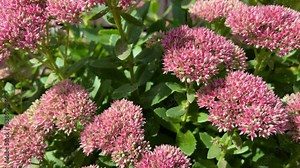 Close-up of the clusters with flowerbuds and foliage of Hylotelephium spectabile. Sedum spectabile or Hylotelephium spectabile on flowerbed.