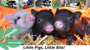 52K views · 1.1K reactions | A compilation video of Petpiggies super cute micro pig clips. We're celebrating reaching 10, 000 subscribers and almost 7 million views for our YouTube channel, WOW!!!! Click here to watch more micro pig videos https://www.youtube.com/watch?v=vqTXIKmROX4&list=PLANwQmtbsZlZzz1Ibbbhxo7oEybtHp20C | Petpiggies micro pigs | Facebook