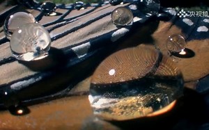 真·刻在DNA里的天性！历经3代完成一次归巢往返的蝴蝶