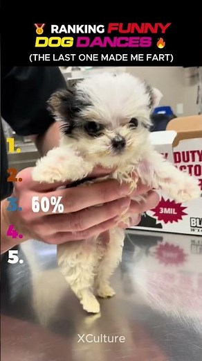 ​Ranking Best Funny Dog Dancing Moments 🐶💃#pet #usa #dog #funny #ranking #cute #animals #best #pets