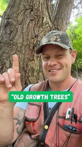What’s an “old-growth tree?” No such thing. When people are trying to advocate for forests, they use this language — “protect old-growth trees” constantly. And not only is it incorrect terminology, it also completely misunderstands what we’re trying to protect — literally missing the forest for the trees! #tree #trees #treesofinstagram #forest #forests #nature #plant #plants #plantsofinstagram #plantstagram #ecology #outdoor #outdoors #woods #ecosystem #stem #forester #oldgrowth #life #love | Et