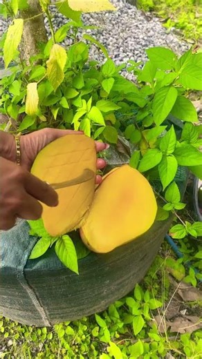 So Yumy Mango sweet #viralvideo