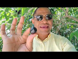 🌿 ¡El ÚNICO Árbol de Jambolan o Java Negra en República Dominicana! | Todo al Campo 🇩🇴