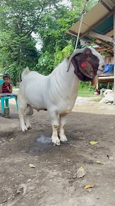 1.9M views · 30K reactions | Paalala: I am making HISTORY, not SALES. #ThanksG #BuhayMaghahayop #PHBoer #TraditionalBoer #SarilingYari #Lokal #PalahingPinoy #MyOwnFullBlood #Pangarap #Trending #Followers #highlightseveryone #MillionViews #ShareShare #ADOR | Gerald Glen Hernandez | Facebook