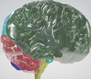3D human brain anatomy with frontal, parietal, occipital, temporal lobes and brain stem