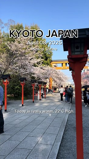 Kyoto Japan Weather and Cherry Blossom Update 2025