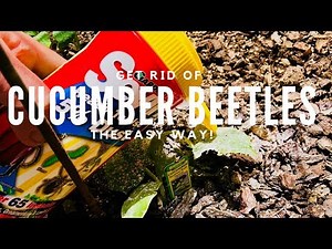 How To Get Rid Of Cucumber Beetles The Easy Way