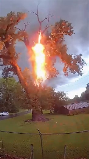 Surveillance footage captured a large tree being struck by lightning, exploding, and catching fire.