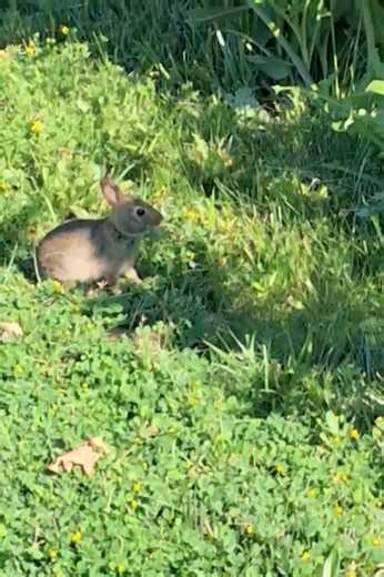 Juvenile Cottontail Rabbit. #Animals #Bunny #Cute #Rabbit #Nature #Wildlife #Photography #Shorts #yt