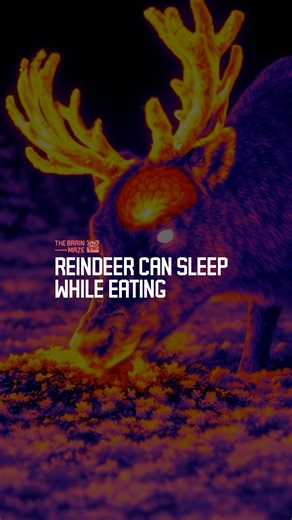 Reindeer Can Sleep While Eating - Arctic Reindeer can enter a sleep-like state while chewing their cud, allowing them to rest without stopping feeding during long periods of continuous daylight. | The Brain Maze
