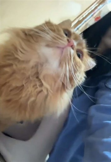 чапа (@chapmansha)’s videos with фиолетови глоток - притистритова