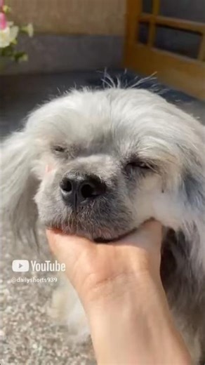 Cutest Lhasa Apso Compilation 🐶🥺 | Jojo’s Best Moments #Shorts