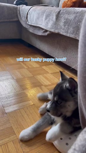 Adorable Husky Puppies: Tips for Training and Care