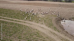 Cluster of massive grey herons at swampy pond in cultivated land with developing winter rape plants. Wildlife and bird fauna population conservation. Ornithology