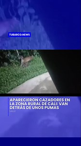 3.6K reactions · 1.3K shares | #NoticiasCali | Los Andes y Pichindé están en alerta. Cazadores externos buscan pumas que bajaron de los Farallones. La CVC y la comunidad exigen respeto por la fauna. No es miedo, es ignorancia: matar no es la solución. | TuBarco | Facebook