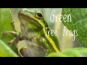 Species Spotlight- Green Tree Frogs