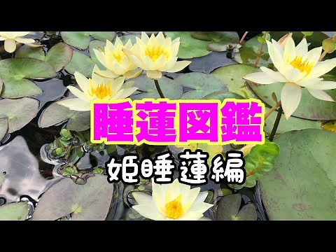 【睡蓮図鑑④】バケツでも育てられる！ベランダ、小スペース、初心者に最適姫睡蓮！ スイレンガーデニング