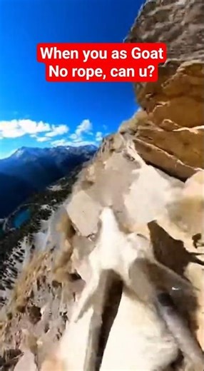 POV: Camera Mounted on a Mountain Goat#POV#MountainGoat#AnimalPOV#BodyCam#WildlifeVideo