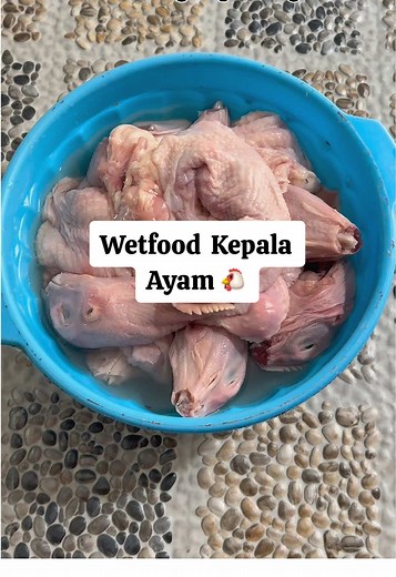 Rutin Makan Wetfood Kepala Ayam untuk Kucing Lucu