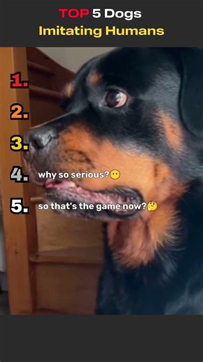 TOP 5 dog Imitating Humans💕​​😁🤣 #funny#petsrule#pets#doggielife#cutedog#animallife #animals #doglife