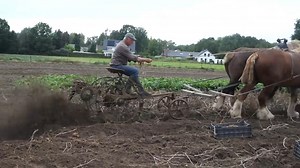 411K views · 6.2K reactions | Harvesting potatoes: Draft horse drawing potato digger,. | ვარკეთილში ბაგა-ბაღი ქინდერ ლენდი | Facebook